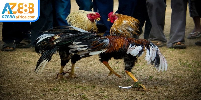 Lý do đá gà cựa sắt AZ888 thu hút đông đảo người xem