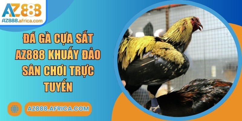 Đá Gà Cựa Sắt AZ888