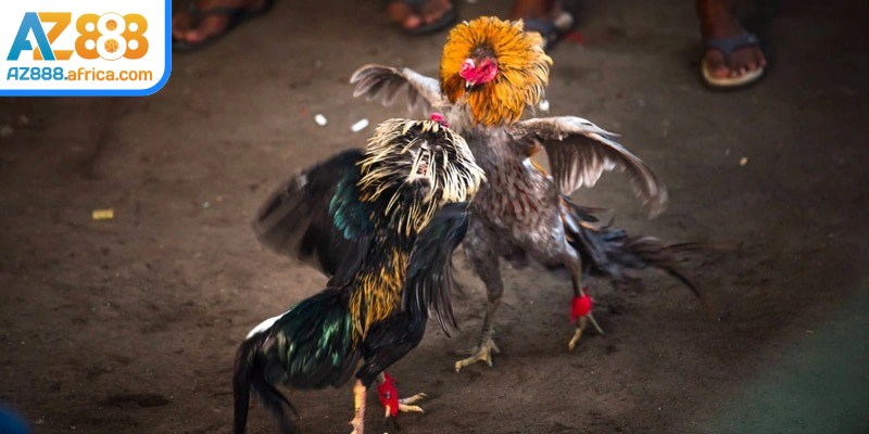 Người mới hoàn toàn có thể theo dõi đá gà Thomo AZ888 mà không gặp khó khăn