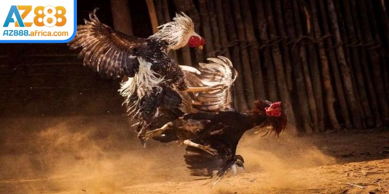 Các trận đá gà Thomo được AZ888 truyền tải với hình ảnh rõ nét