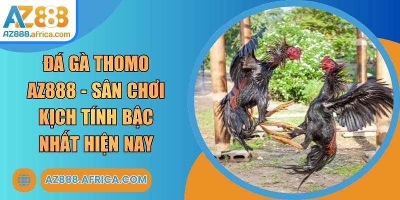 Đá Gà Thomo AZ888