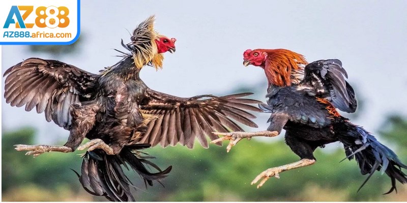 Đá gà trực tiếp AZ888 tương thích tốt với nhiều thiết bị khác nhau